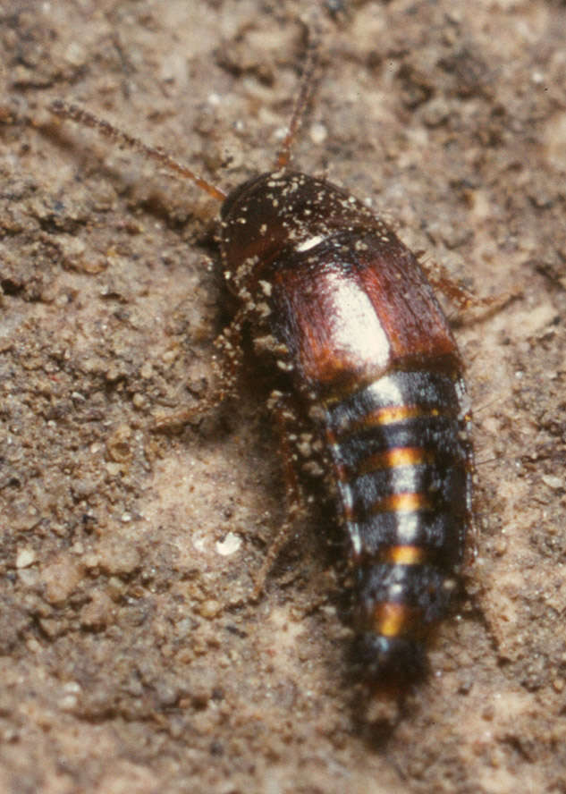 Image of Tachyporus hypnorum (Fabricius 1775)