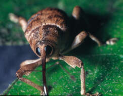 Image of Curculio venosus (Gravenhorst 1807)