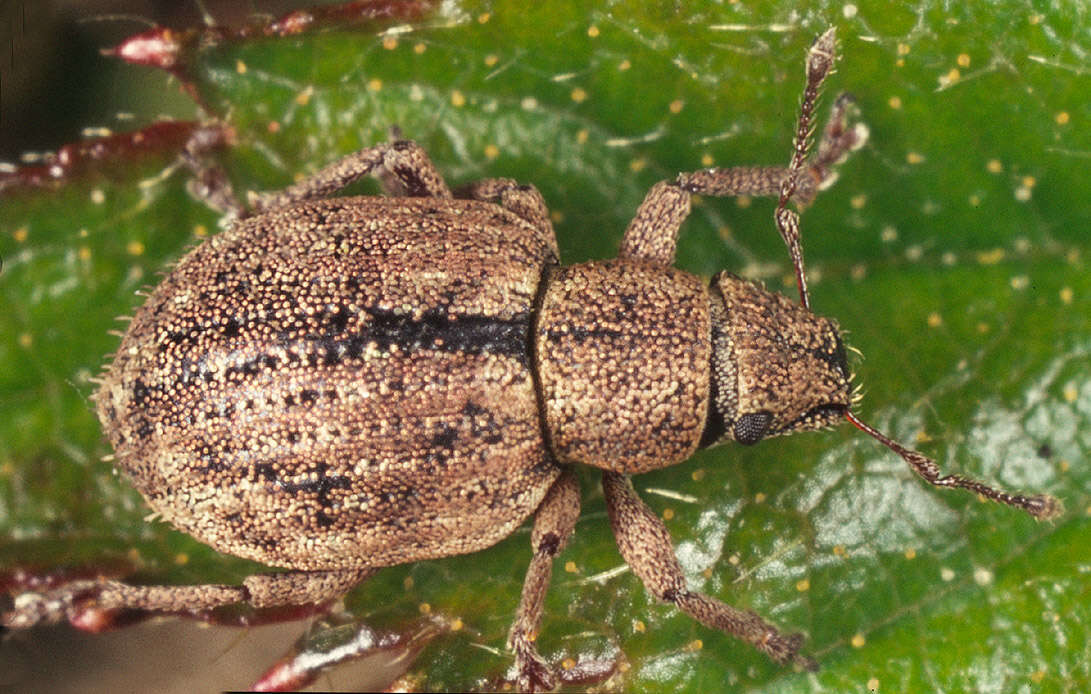 Image of Nut Leaf Weevil