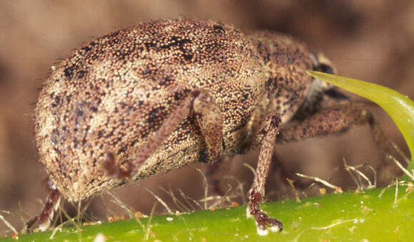 Image of Nut Leaf Weevil