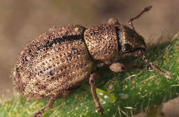 Image of Nut Leaf Weevil