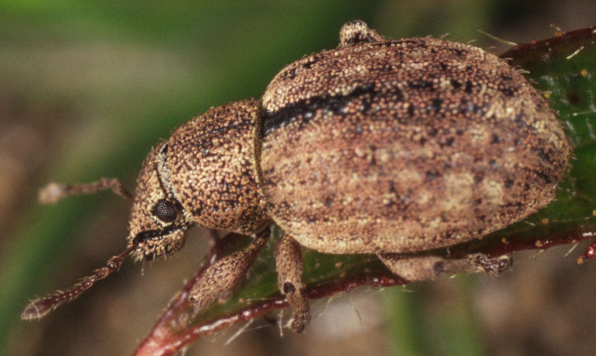 Image of Nut Leaf Weevil