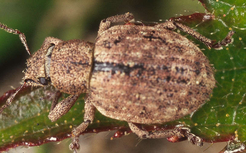 Image of Nut Leaf Weevil