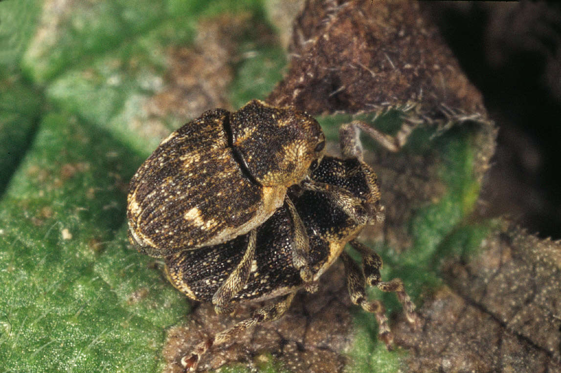 Image of Nedyus quadrimaculatus (Linnaeus & C. 1758)