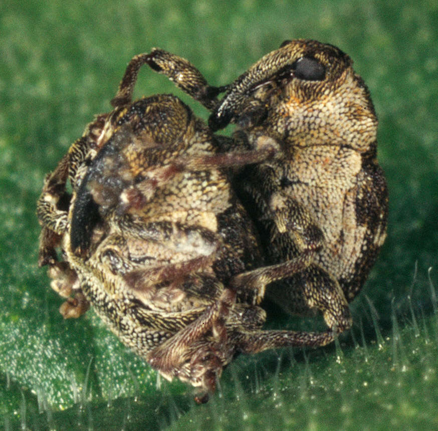 Image of Nedyus quadrimaculatus (Linnaeus & C. 1758)