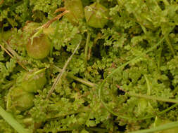 Image of Pedicularis sylvatica subsp. sylvatica