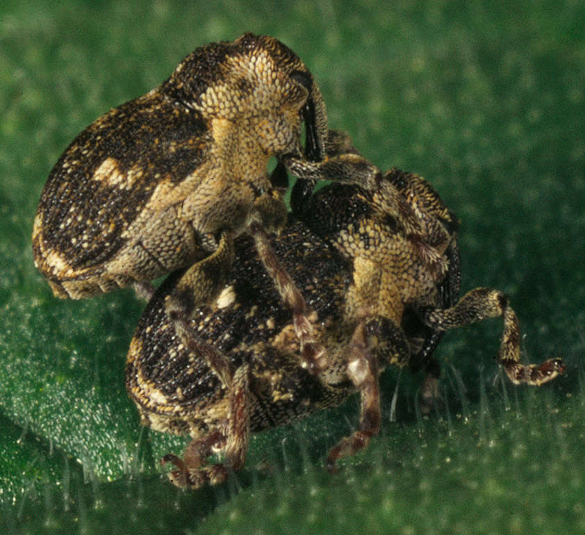 Image of Nedyus quadrimaculatus (Linnaeus & C. 1758)