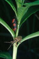 Image of Red-and-black Froghopper