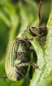 Image of Phyllobius (Parnemoicus) roboretanus Gredler 1882