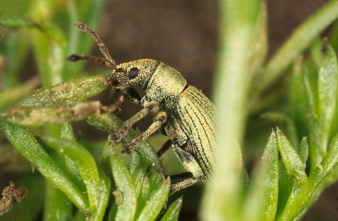 Image of Phyllobius (Parnemoicus) roboretanus Gredler 1882