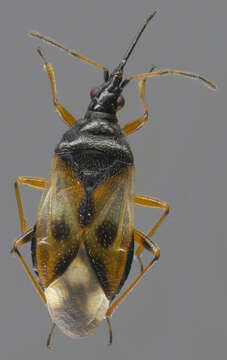 Image of Common flowerbug