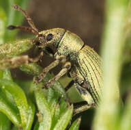 Image of Phyllobius (Parnemoicus) roboretanus Gredler 1882