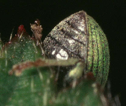 Image of Phyllobius (Parnemoicus) roboretanus Gredler 1882