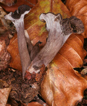 Image of Cantharellus cinereus (Pers.) Fr. 1821