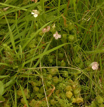 Imagem de Pedicularis sylvatica subsp. sylvatica