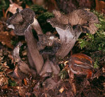 Image of Cantharellus cinereus (Pers.) Fr. 1821
