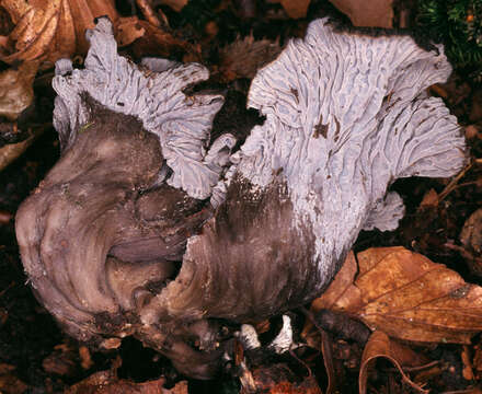 Image of Cantharellus cinereus (Pers.) Fr. 1821