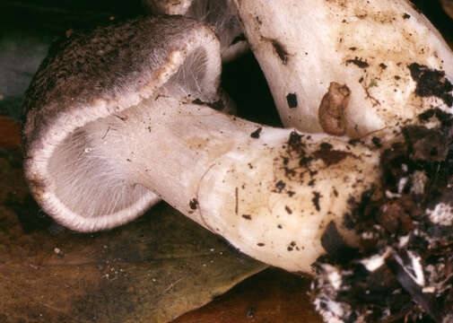 Image of Tricholoma scalpturatum (Fr.) Quél. 1872