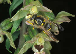 Image of Broad-leaved Helleborine