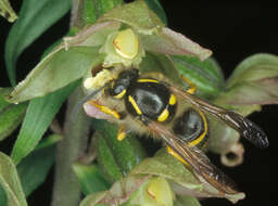 Imagem de Epipactis helleborine (L.) Crantz