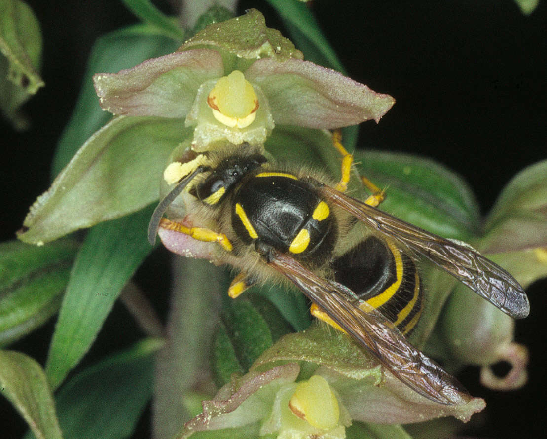 Image of Broad-leaved Helleborine