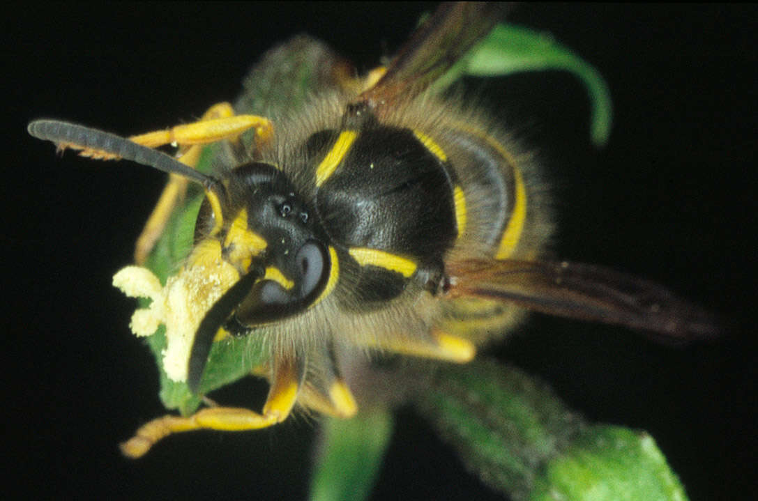 Imagem de Epipactis helleborine (L.) Crantz