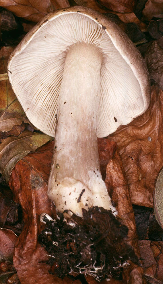 Image of Tricholoma scalpturatum (Fr.) Quél. 1872