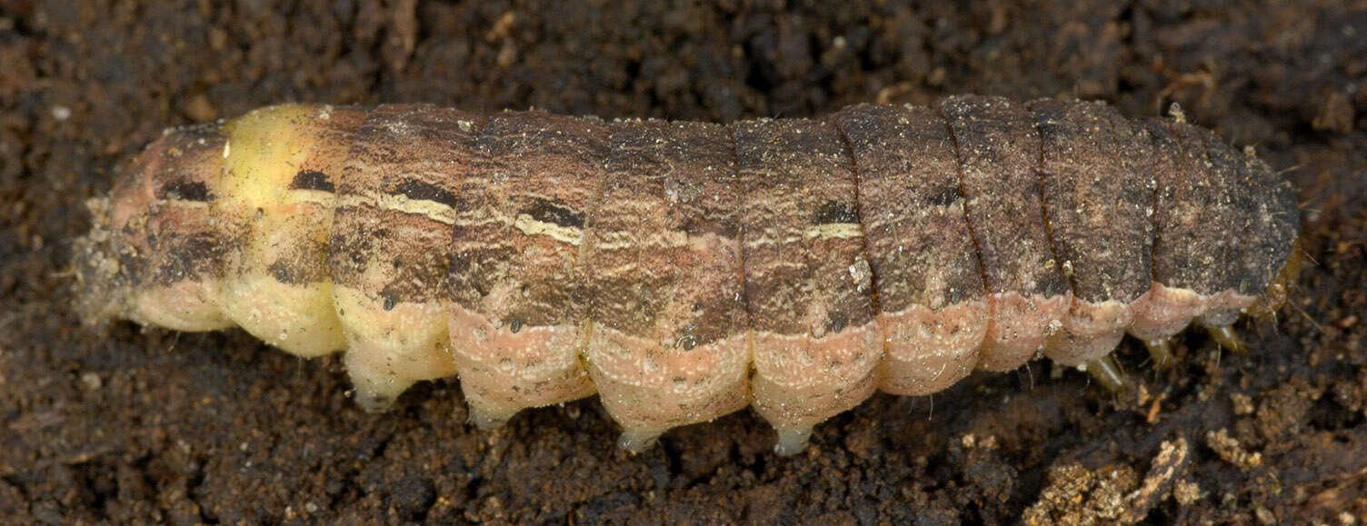 Image of Large Yellow Underwing