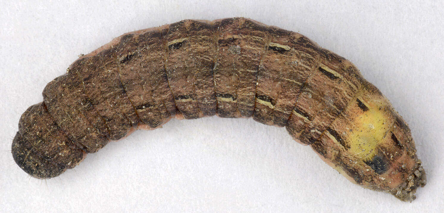 Image of Large Yellow Underwing