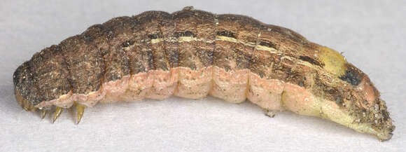 Image of Large Yellow Underwing