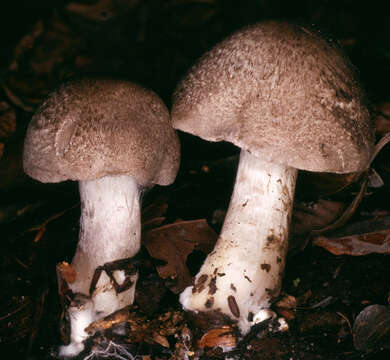 Image of Tricholoma scalpturatum (Fr.) Quél. 1872