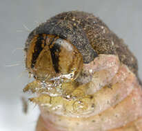 Image of Large Yellow Underwing