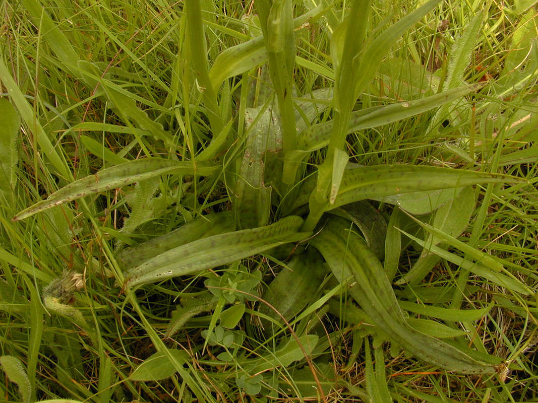 Image of Dactylorhiza maculata subsp. ericetorum (E. F. Linton) P. F. Hunt & Summerh.