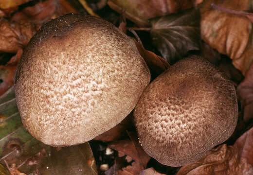 Image of Tricholoma scalpturatum (Fr.) Quél. 1872