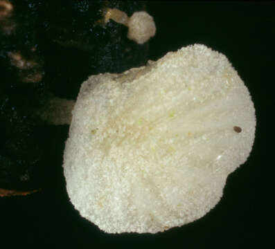 Image of Hemimycena tortuosa (P. D. Orton) Redhead 1980