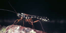 Image of Sabre wasp