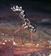 Image of Sabre wasp