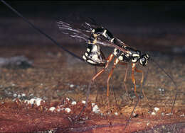 Image of Sabre wasp