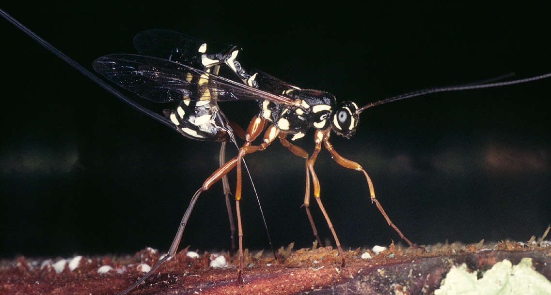 Image of Sabre wasp