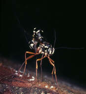 Image of Sabre wasp