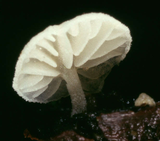 Hemimycena tortuosa (P. D. Orton) Redhead 1980 resmi