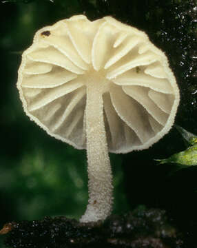 Image of Hemimycena tortuosa (P. D. Orton) Redhead 1980