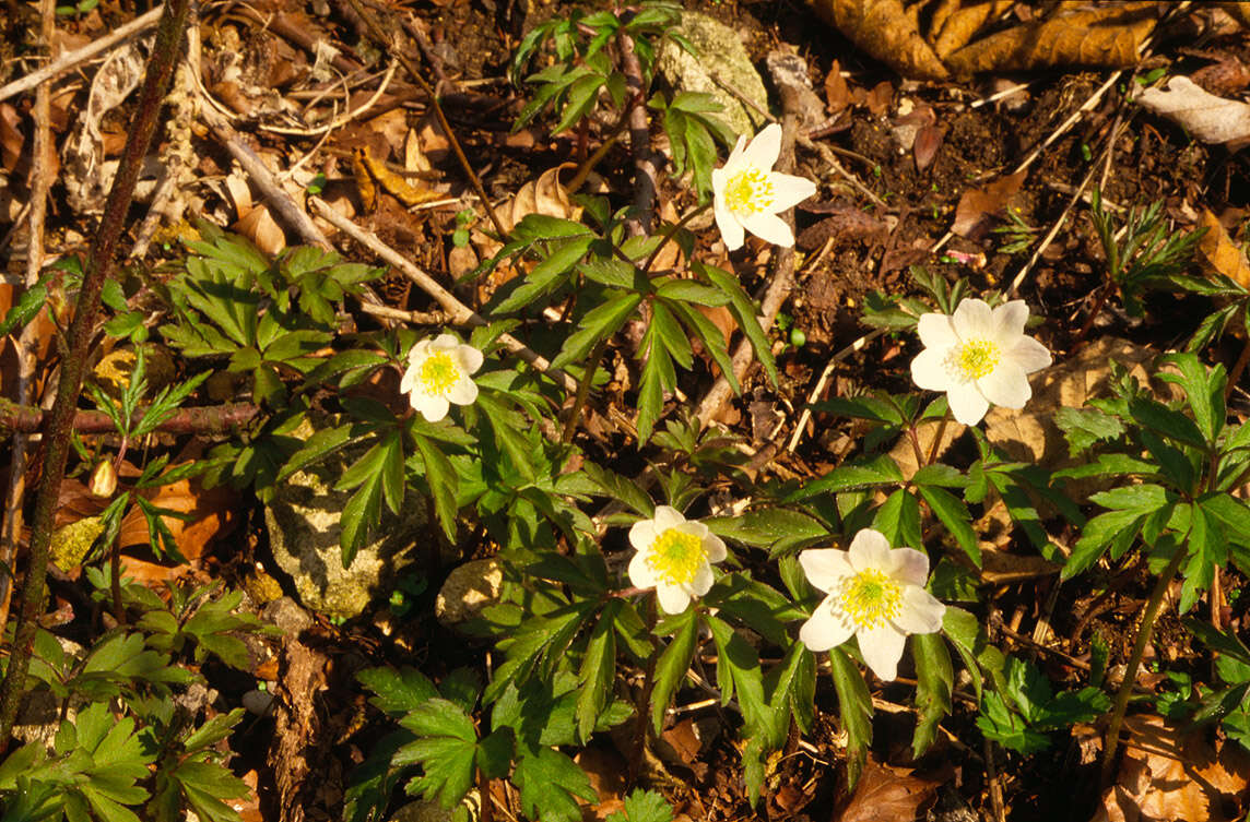 Image of European thimbleweed