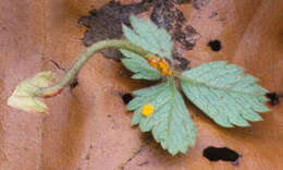 Image of Phragmidium fragariae G. Winter 1884