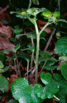 Plancia ëd Chrysosplenium alternifolium L.