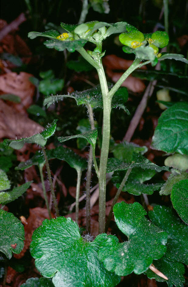 Слика од Chrysosplenium alternifolium L.