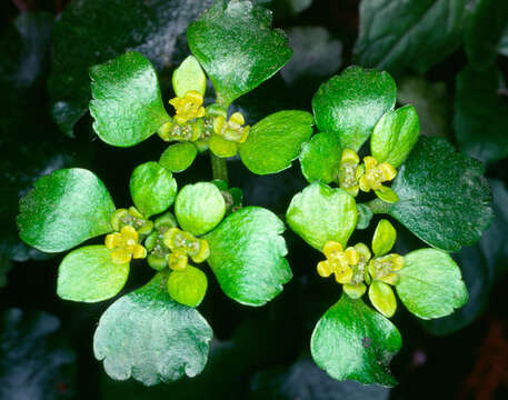 Plancia ëd Chrysosplenium alternifolium L.