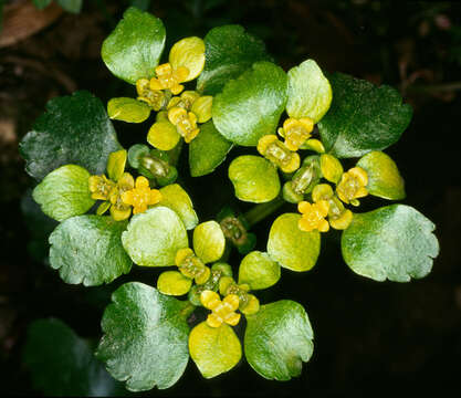 Plancia ëd Chrysosplenium alternifolium L.