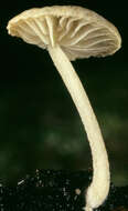 Hemimycena tortuosa (P. D. Orton) Redhead 1980 resmi