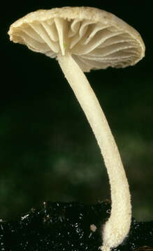 Image of Hemimycena tortuosa (P. D. Orton) Redhead 1980